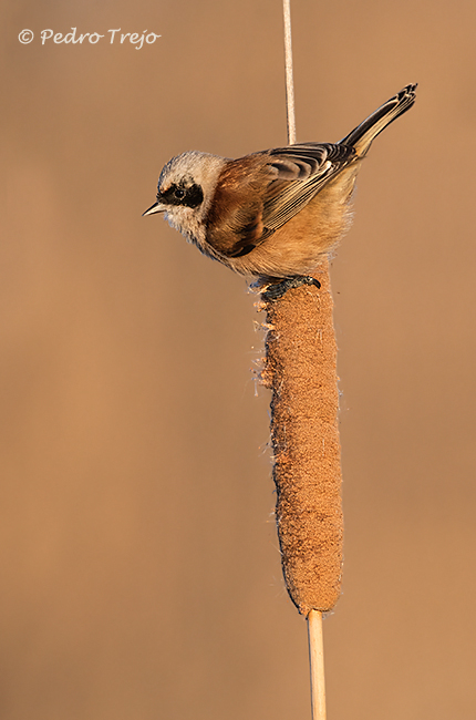 Pajaro moscon (Remiz pendulinus)